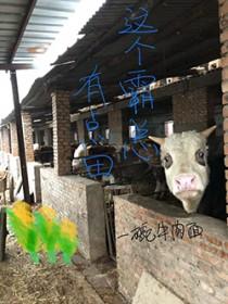 这个霸总太会撒娇