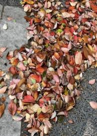 窗边的橘子(青梅竹马)生孩子