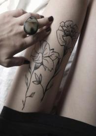 金丝雀籽的作用