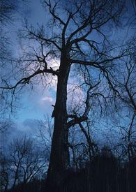 劫仙独道 落无痕