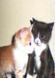 娇小姐蛋糕抖音团购